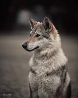 Dodatkowe zdjęcia: Czechosłowackie wilczaki