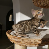 Zdjęcie №2 do zapowiedźy № 107951 na sprzedaż  kot bengalski - wkupić się Niemcy hodowca