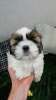 Zdjęcie №1. lhasa apso, shih tzu - na sprzedaż w Tallinn | 2511zł | Zapowiedź №83074