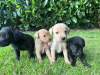 Zdjęcie №1. labrador retriever - na sprzedaż w Miami | 3169zł | Zapowiedź №66206