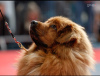 Zdjęcie №1. mastif tybetański - na sprzedaż w Ciechanów | 5830zł | Zapowiedź №30812