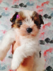 Zdjęcie №1. yorkshire terrier biewer - na sprzedaż w Tbilisi | negocjowane | Zapowiedź №126074