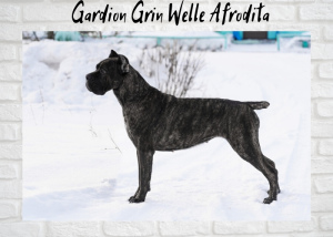 Zdjęcie №3. Szczenięta Cane Corso od Champions. Federacja Rosyjska