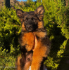 Dodatkowe zdjęcia: Entzückende deutsche Schäferhund-Welpen stehen zur Adopcja zur Verfügung