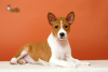 Zdjęcie №1. basenji - na sprzedaż w Bobruisk | negocjowane | Zapowiedź №39988