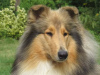 Dodatkowe zdjęcia: Szczeniaki Rough Collie