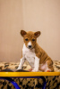 Zdjęcie №1. pies nierasowy - na sprzedaż w Uljanowsk | negocjowane | Zapowiedź №80235