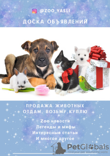 Zdjęcie №2 do zapowiedźy № 7378 na sprzedaż  akita (rasa psa) - wkupić się Federacja Rosyjska prywatne ogłoszenie