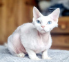 Zdjęcie №2 do zapowiedźy № 123673 na sprzedaż  devon rex - wkupić się Niemcy prywatne ogłoszenie