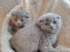 Zdjęcie №1. scottish fold - na sprzedaż w Антверпен | Bezpłatny | Zapowiedź № 120413