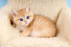Zdjęcie №1. chinchilla cat - na sprzedaż w Berlin | 1256zł | Zapowiedź № 95234