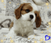 Dodatkowe zdjęcia: Obiecujący chłopiec Cavalier King Charles Spaniel