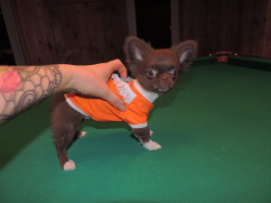 Dodatkowe zdjęcia: Chihuahua. Super mini.