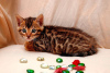 Zdjęcie №4. Sprzedam kot bengalski w Krasnodar. od żłobka, hodowca - cena - negocjowane