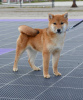 Dodatkowe zdjęcia: Shiba Inu szczenięta