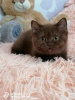 Zdjęcie №2 do zapowiedźy № 21800 na sprzedaż  kot brytyjski krótkowłosy - wkupić się Federacja Rosyjska od żłobka