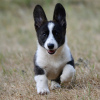 Dodatkowe zdjęcia: Welsh Corgi Cardigan szczeniak FCI