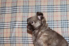 Zdjęcie №1. chihuahua (rasa psów) - na sprzedaż w Krasnodar | 516zł | Zapowiedź №83471