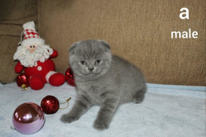 Zdjęcie №1. scottish fold - na sprzedaż w Dnipro | Negocjowane | Zapowiedź № 5819