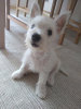 Zdjęcie №1. west highland white terrier - na sprzedaż w Sofia | negocjowane | Zapowiedź №67944