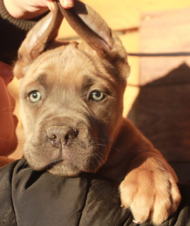 Dodatkowe zdjęcia: Szczenięta Cane Corso