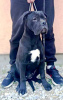 Zdjęcie №2 do zapowiedźy № 95672 na sprzedaż  cane corso - wkupić się Serbia 