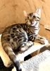 Zdjęcie №1. kot bengalski - na sprzedaż w Biały Kościół | 2325zł | Zapowiedź № 9563