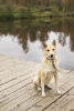 Zdjęcie №1. pies nierasowy - na sprzedaż w Москва | Bezpłatny | Zapowiedź №13954