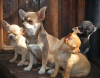 Zdjęcie №2 do zapowiedźy № 7788 na sprzedaż  chihuahua (rasa psów) - wkupić się Ukraina 