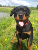 Zdjęcie №4. Sprzedam rottweiler w Rezekne. hodowca - cena - 2930zł