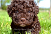 Zdjęcie №3. Lagotto Romagnolo szczenięta. Serbia