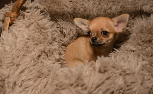 Dodatkowe zdjęcia: Szczeniak Chihuahua
