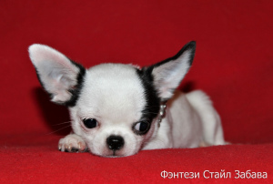 Dodatkowe zdjęcia: Fantasy Style Fun Bitch Chihuahua kolor biało-czarny