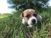 Dodatkowe zdjęcia: Sprzedam szczeniaki Jack Russell Terrier