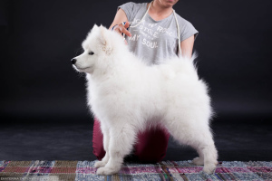 Zdjęcie №3. Samoyed. Pokaż chłopca. Federacja Rosyjska