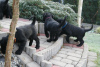 Dodatkowe zdjęcia: Sznaucer średni czarny szczeniaczki rodowód FCI