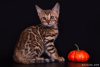 Zdjęcie №1. kot bengalski - na sprzedaż w Москва | 4998zł | Zapowiedź № 7979