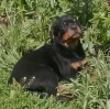 Zdjęcie №1. rottweiler - na sprzedaż w Czelabińsk | 2578zł | Zapowiedź №109506