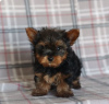 Zdjęcie №1. yorkshire terrier - na sprzedaż w Larnaca | 2511zł | Zapowiedź №103928