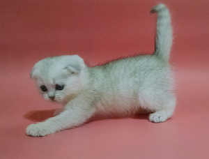 Zdjęcie №3. Szkockie kocięta. Silver Scottish Fold Boy.. Ukraina