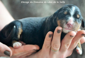 Zdjęcie №4. Sprzedam berneński pies pasterski w Chavaniac-lafayette. hodowca - cena - Negocjowane