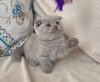 Zdjęcie №1. scottish fold - na sprzedaż w Miami | 792zł | Zapowiedź № 83554