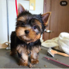 Zdjęcie №1. yorkshire terrier - na sprzedaż w Santa Cruz de la Sierra | negocjowane | Zapowiedź №112297