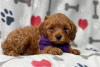 Zdjęcie №3. Piękne szczenięta Cavapoo Do bezpłatnej adopcji. Niemcy