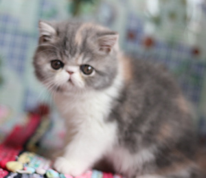 Zdjęcie №3. Egzotyczny kotek. Federacja Rosyjska