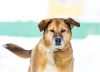 Zdjęcie №1. pies nierasowy - na sprzedaż w Москва | Bezpłatny | Zapowiedź №32394