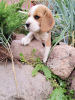 Zdjęcie №2 do zapowiedźy № 11182 na sprzedaż  beagle (rasa psa) - wkupić się Białoruś prywatne ogłoszenie