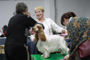 Dodatkowe zdjęcia: Angielski szczeniak cocker spaniel