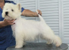 Zdjęcie №3. Szczeniak West Highland White Terrier od Championa Międzynarodowego. Federacja Rosyjska