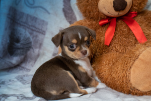 Dodatkowe zdjęcia: Hodowla Puppy Girl Chihuahua